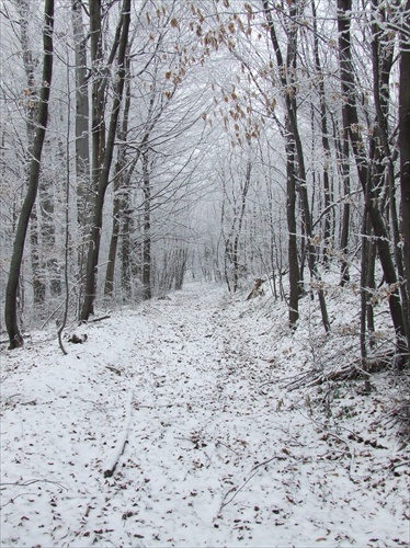 lesná cesta v zime