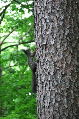 veverička