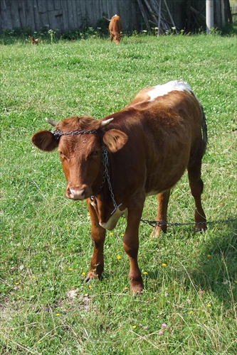 ...krava v Oravskom Veselom
