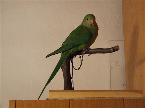 Papagáj nádherný - Felix