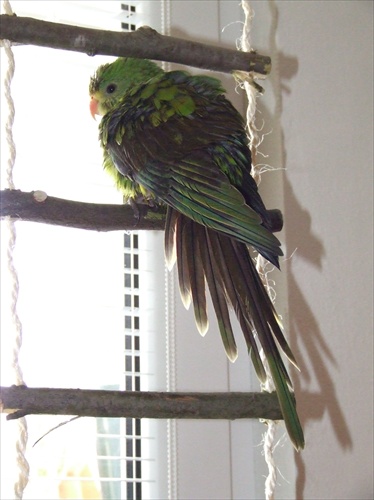 Papagáj nádherný - Felix