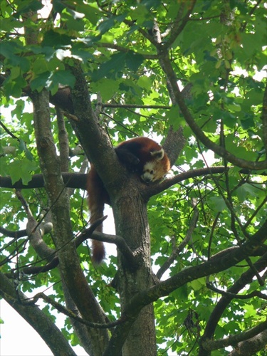 Panda cervena