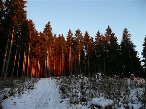 Západ slnka v lese
