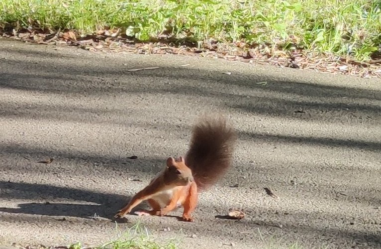 naša susedka veverička