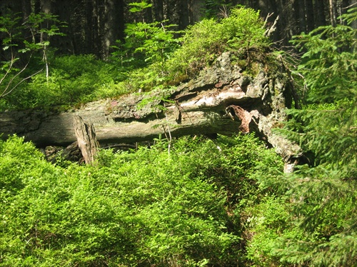samoobnova lesa