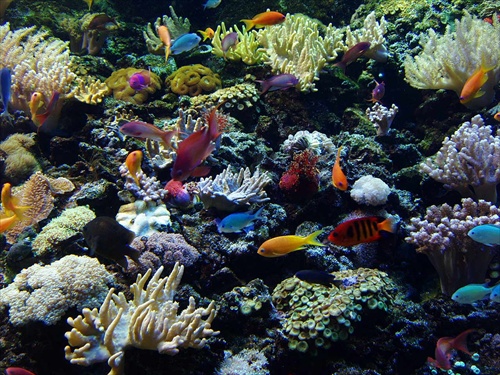 Podmorský svet z akvária