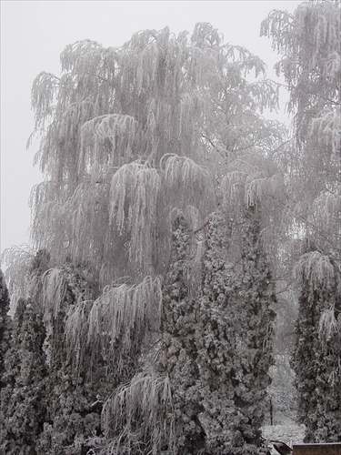 Sneho - stromo -pád