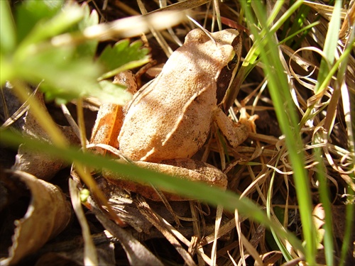 brown frog