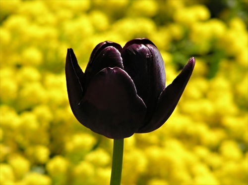 Opálený tulipán