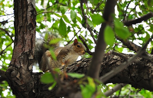 veveričiak v Central Parku