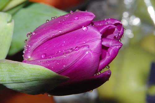 Osprchovaný tulipán