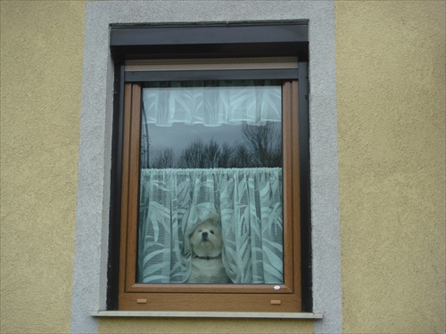 Pes za oknom