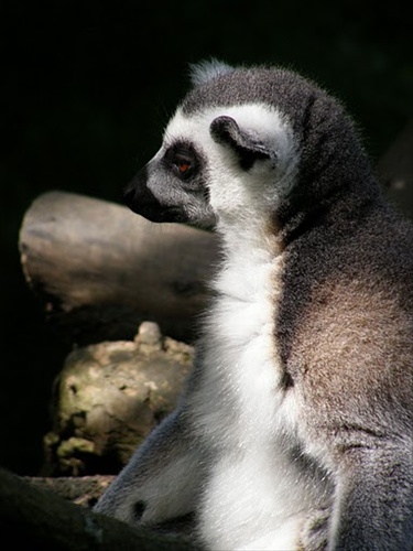 Lemur - portrét