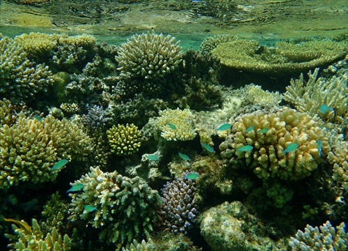 Koralove utesy II
