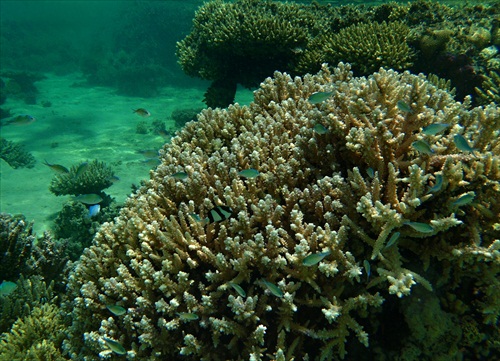 A este koraly