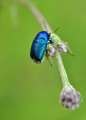 Modrý chrobák