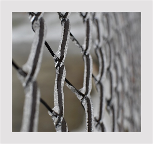 Zamrznutý plot