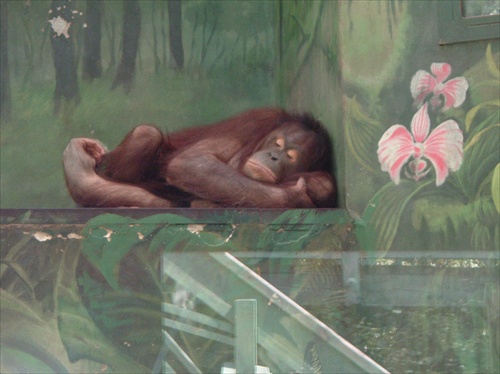 Orangutan z Bojníc