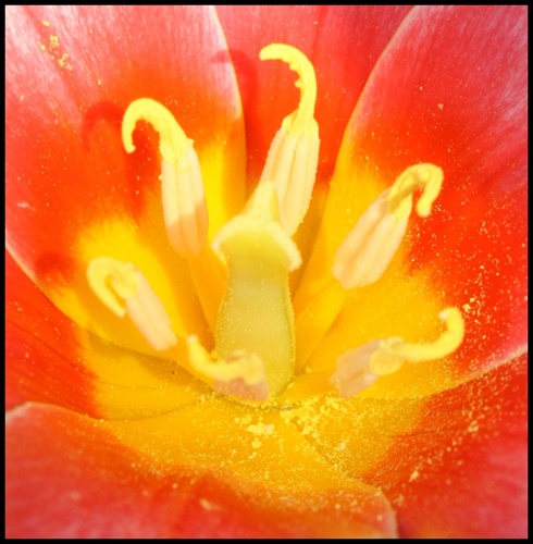 Detail tulipánu :)