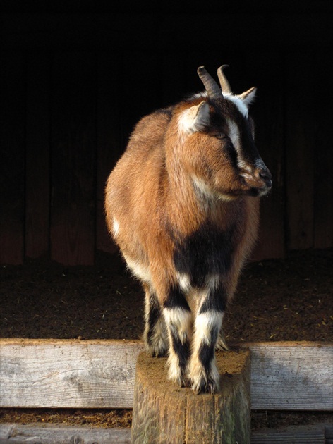 swedish goat