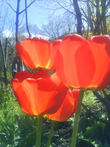 Cerwene tulipany