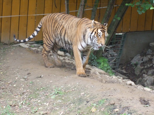 Tiger ussurijsky