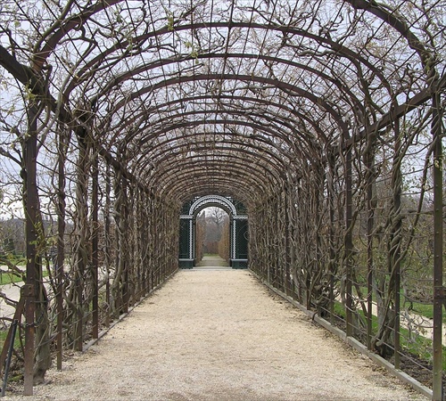 vieden-perspektiva wisteria na jesen