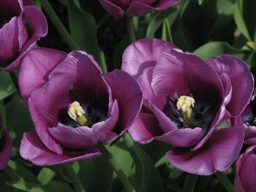 Kvet 2 - Fialove tulipany