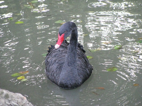 labuť čierna