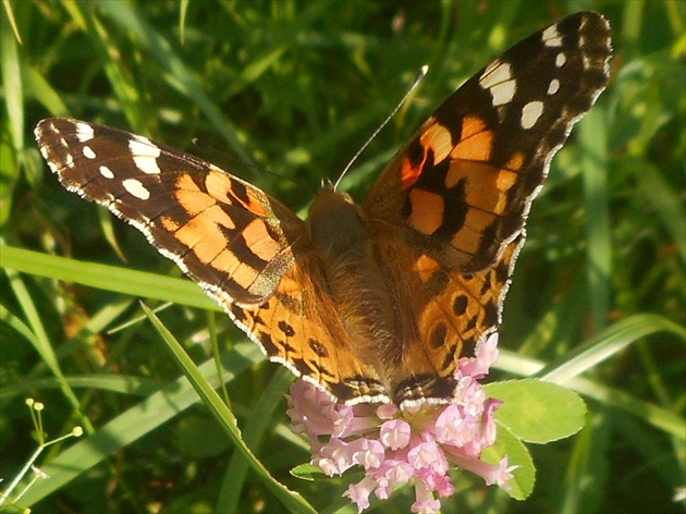 motýl na kvete