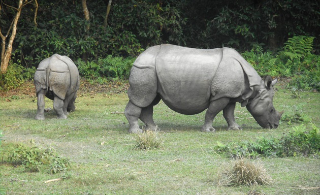 nosorožce