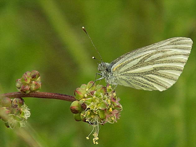 motýľ 1.