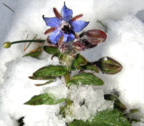 zimné kvety