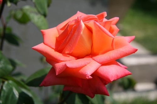 Ruža II