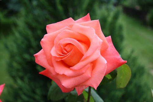 Ruža III