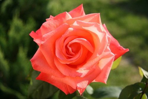 Ruža IV