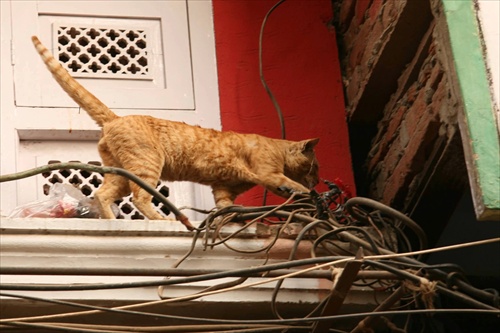 Mačka-elektrikárka