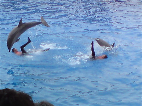 Delfinia show
