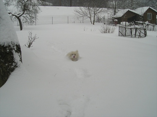 snežný pes
