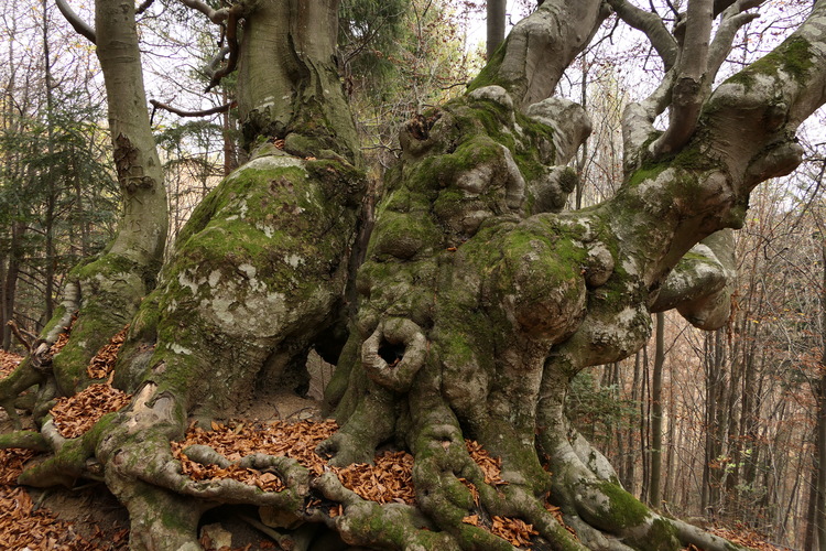 Čaro starých stromov