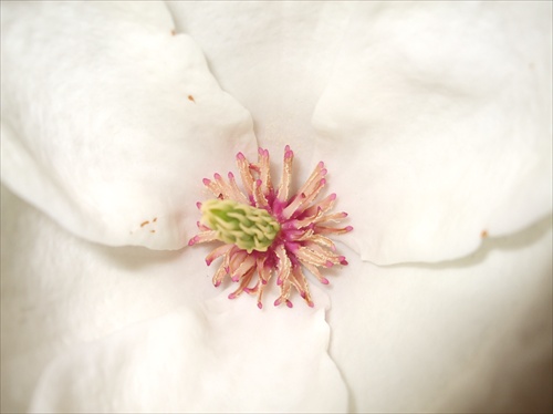 v utrobach magnolie velkokvetej