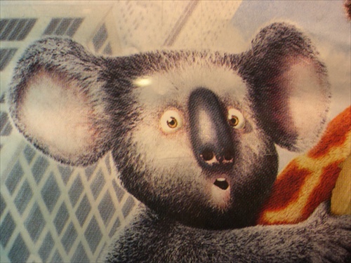 koala z filmu Divočina