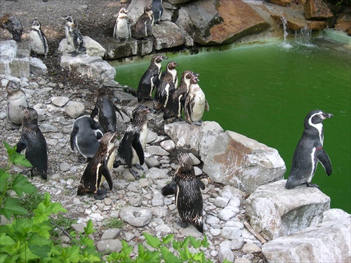 Tučniak Humboldtov