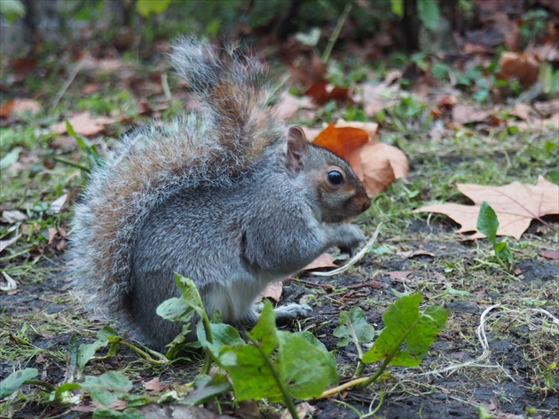 veverička z Hyde parku