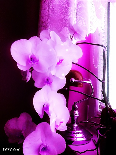 Orchidee v inej podobe