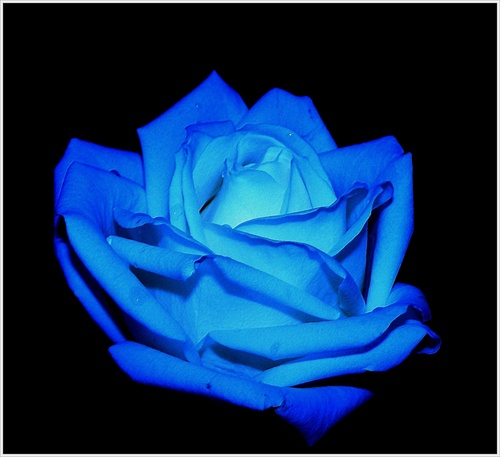 Tjomstvo modréj ruže