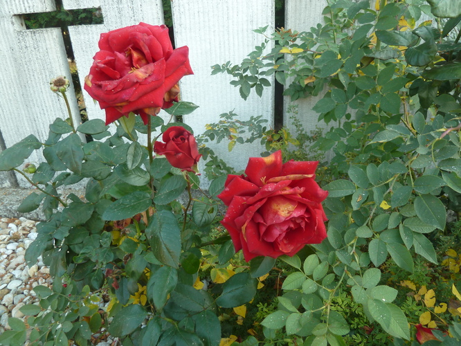 krásne ruže