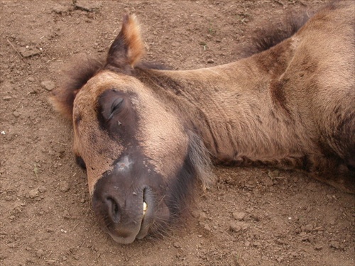 Sleeping Foal