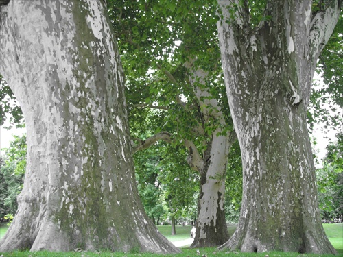 Tri stromy