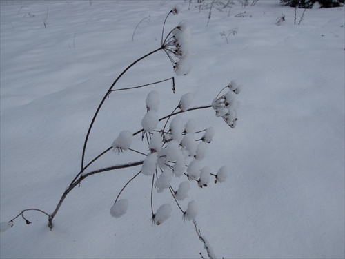 Snežná rastlina